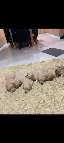 Vende filhotes de Golden 
