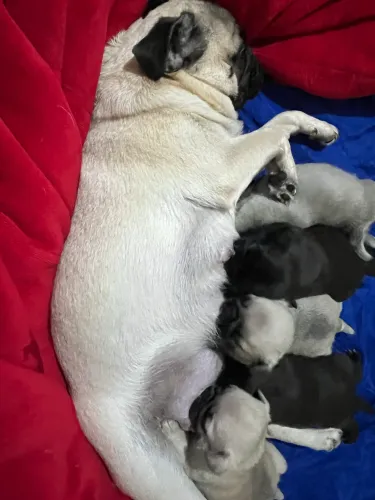 Filhotes de Pug disponíveis! Muito amor, carinho e fofura esperando por um novo lar. ?
