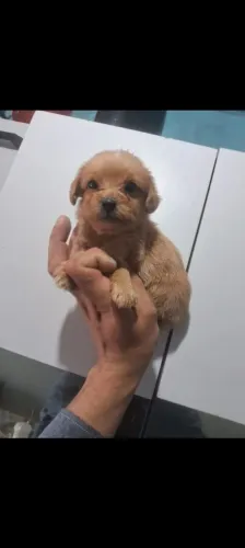 Poodle mini toy