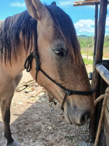 Cavalo criolo 2 anos
