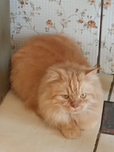 Vendo gato persa
