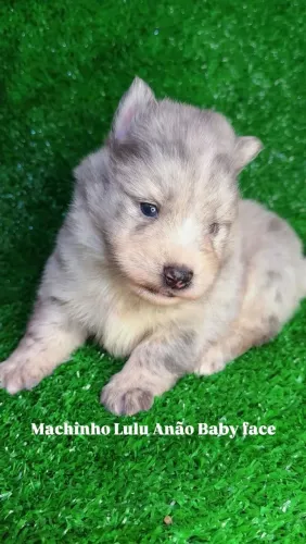 Pomsky Filhotes Disponíveis para Brasília