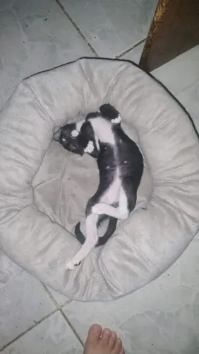 Doação de filhote de gatos 