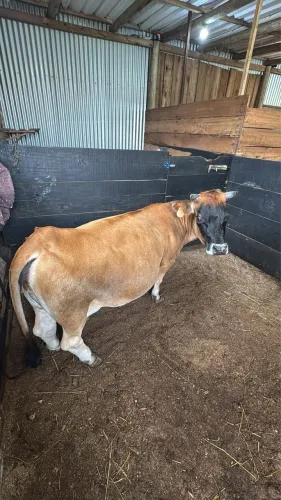 Mini vaca e bezerro 