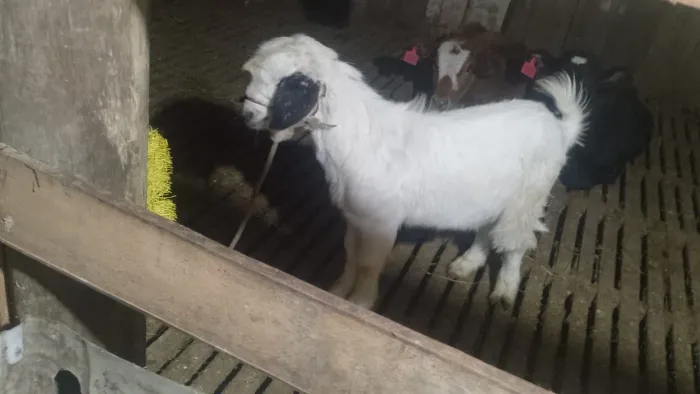 Cabrito macho 