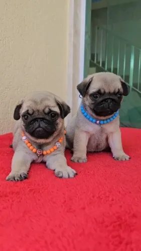 Pug - Um Parceiro Para Aventuras