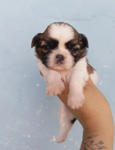 Mini Shitzu fêmea