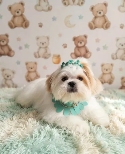 Pet