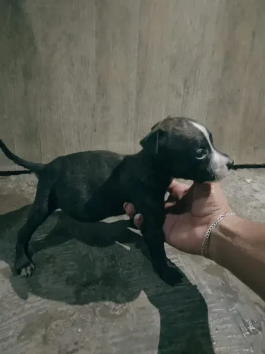 Cachorra pitbull 