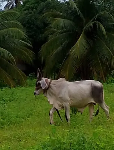 Boi Guzerá 230kg - 1 ano e 7 meses