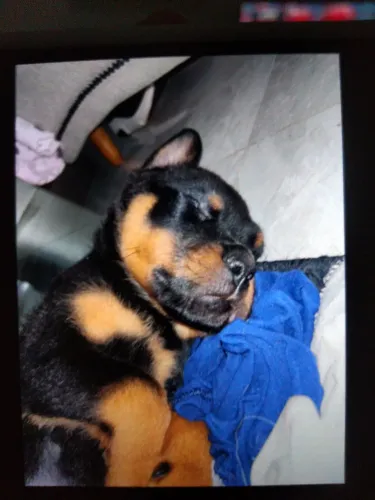 Vendo rottweiler