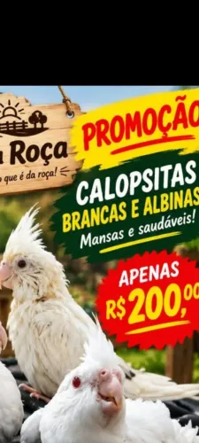 Mansa já come só 200 reais retirada na passarela dó metro sentido água branca
