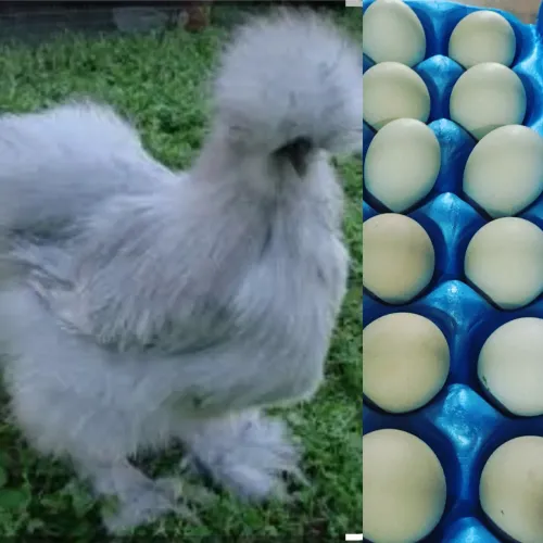 Pintinhos de Sedosas do Japão 