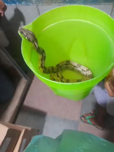 Cobrança giboia filhote