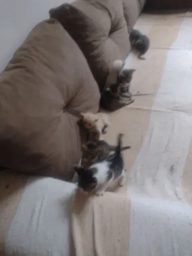 Doações de gatos