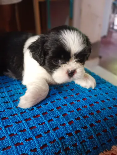 Cachorros Shitzu macho a venda 1 mês 8 dias por 900 reais.