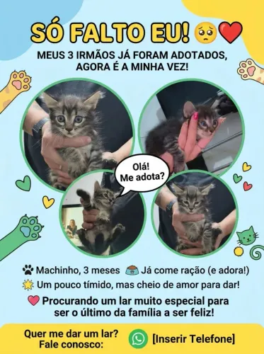 Gato macho 3 meses