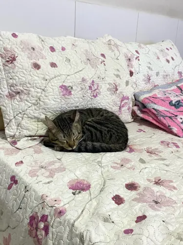 Doação responsável de gato macho