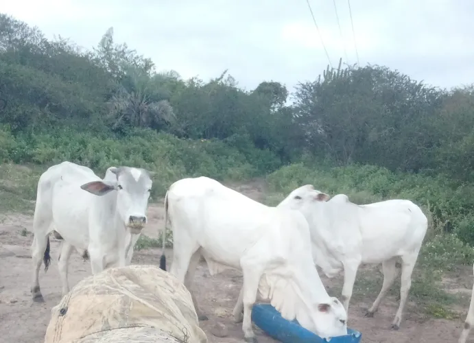 Verdes 04 cabeça nelore PO gado luxo