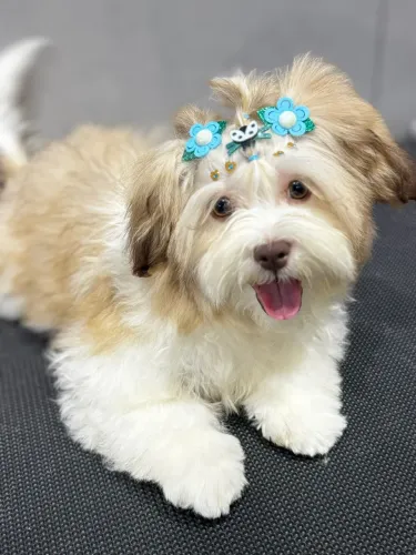 Shih Tzu fêmea