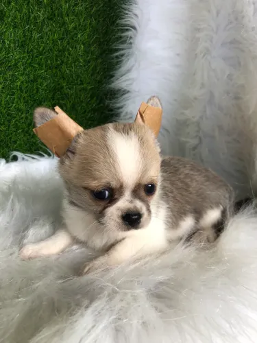 Chihuahua machinho pelo curto 