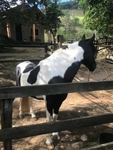 Vendo mangalarga marchador, pampa de preto, 8 anos. Cavalo de patrão!