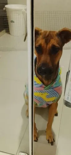 Doa se cachorro 