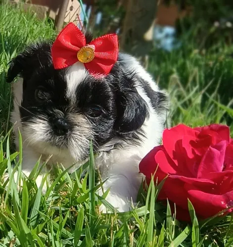 Filhote shitzu Pandinha muito linda