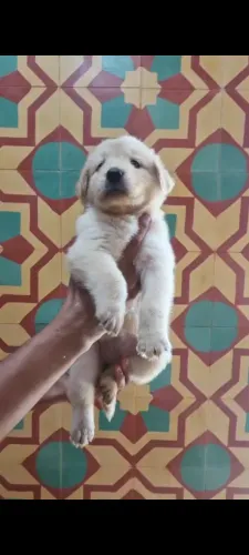 Goldem retrivier 