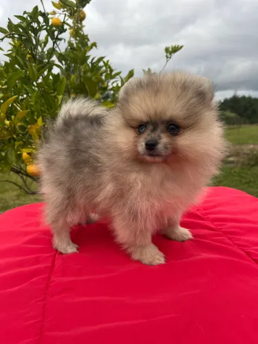 Fêmea Lulu da Pomerania olho azul 