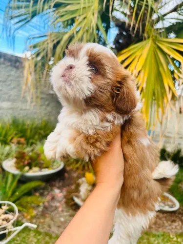 Lindas Filhotes de Shih Tzu - 3 Fêmeas Disponíveis