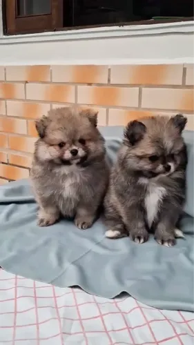Spitz Filhotes