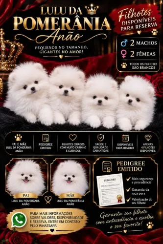 Lindos filhotes de lulu da Pomerânia ?