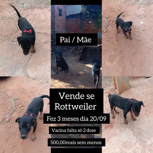 Venda de cachora rotvale