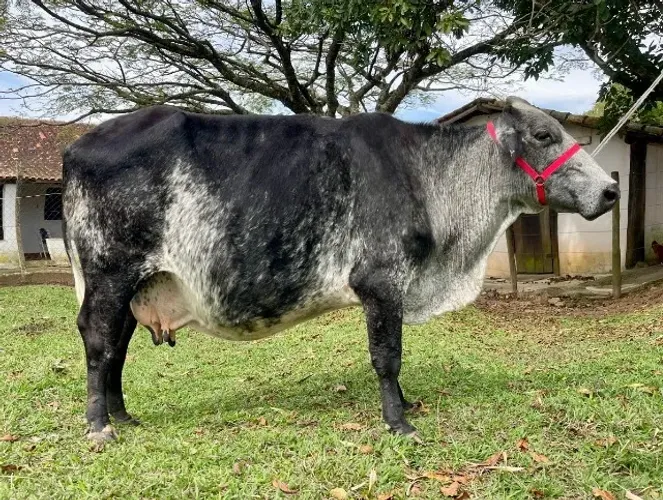 Vaca Jersolanda Inseminda sexada de fêmea