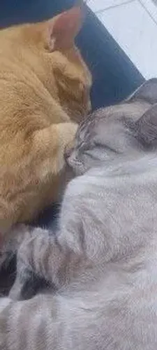 Gatinho fofo pra adoção
