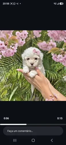 Poodle Fêmea Toy!Valor imperdível!Menor tamanho da raça!