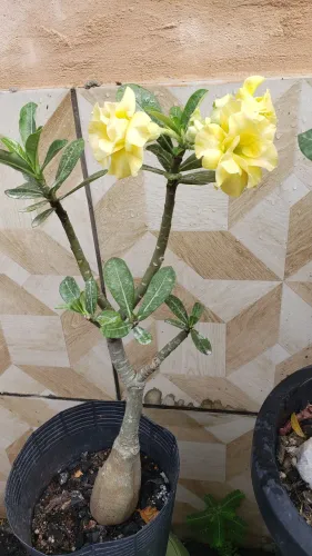 Rosa do deserto amarela