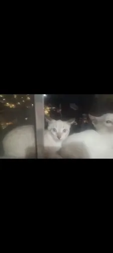 Gatos