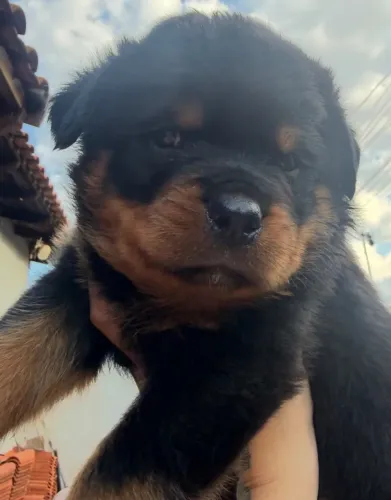 Rotweiller