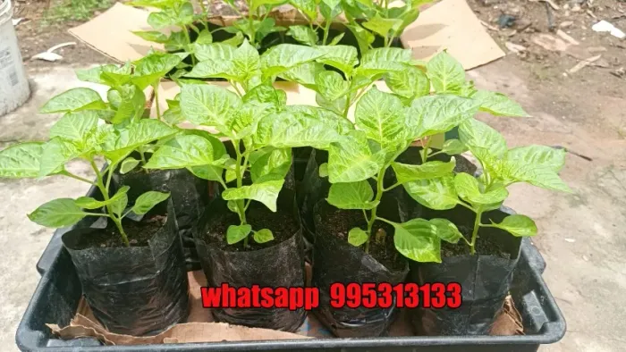 Mudas de Pimenta de Cheiro do Norte