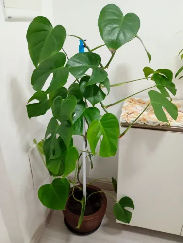Costela-de-Adão (Monstera deliciosa) - Linda e muito saudável!