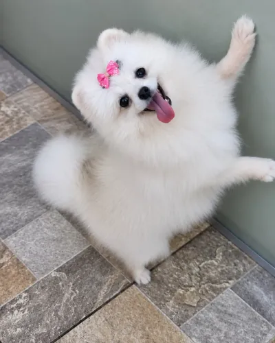 ? Lulu da Pomerânia Macho CBKC Branco Neve | Mini Spitz Alemão Anão ?