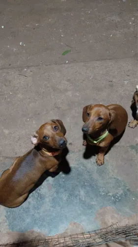 Filhote de Dachshund 