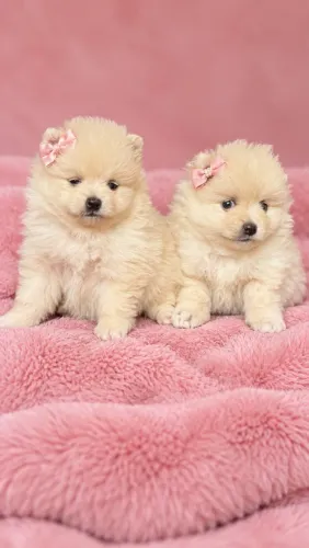 Spitz alemão fêmea perfeitas pra você hoje 
