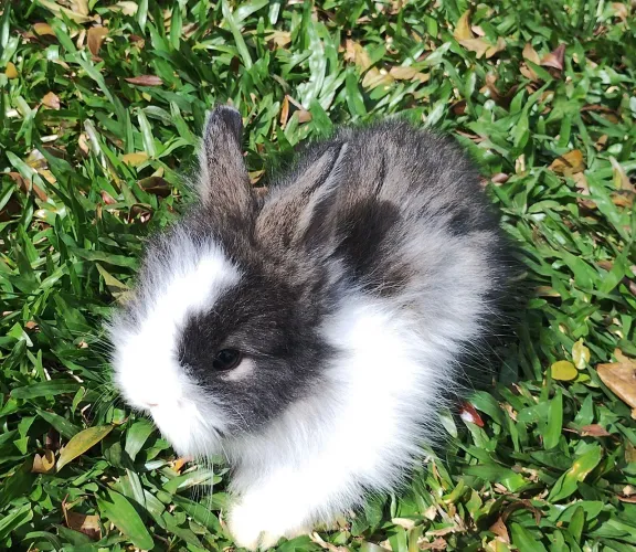 Mini coelhos disponíveis!