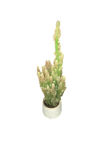 Cacto Verdadeiro 30cm