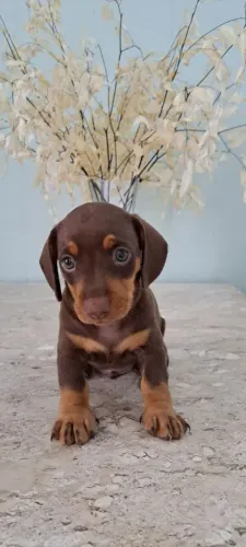 Dachshund: Uma Escolha para Quem Valoriza Companheirismo