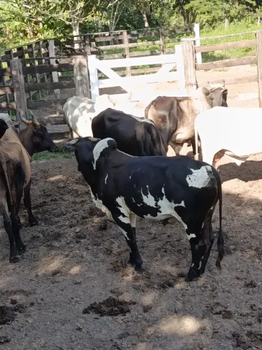 Vende-se gado