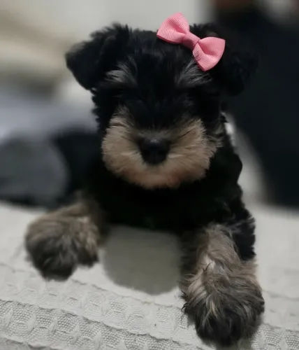 Schnauzer miniatura fêmeas preto e prata